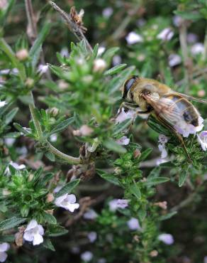 Fotografia 5 da espécie Satureja hortensis no Jardim Botânico UTAD