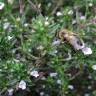 Fotografia 5 da espécie Satureja hortensis do Jardim Botânico UTAD