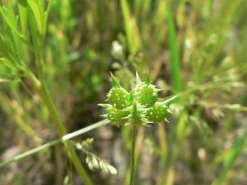 Fotografia da espécie Ranunculus arvensis