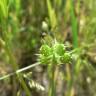 Fotografia 13 da espécie Ranunculus arvensis do Jardim Botânico UTAD