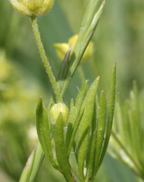 Fotografia 14 da espécie Ranunculus arvensis no Jardim Botânico UTAD