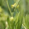 Fotografia 14 da espécie Ranunculus arvensis do Jardim Botânico UTAD