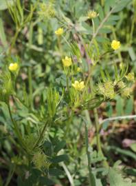 Fotografia da espécie Ranunculus arvensis