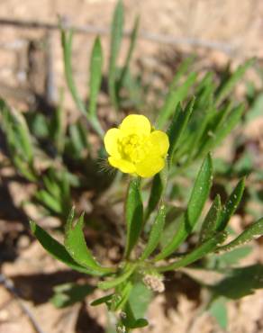 Fotografia 17 da espécie Ranunculus arvensis no Jardim Botânico UTAD