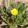 Fotografia 17 da espécie Ranunculus arvensis do Jardim Botânico UTAD