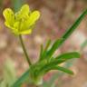 Fotografia 19 da espécie Ranunculus arvensis do Jardim Botânico UTAD