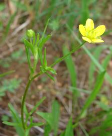 Fotografia da espécie Ranunculus arvensis