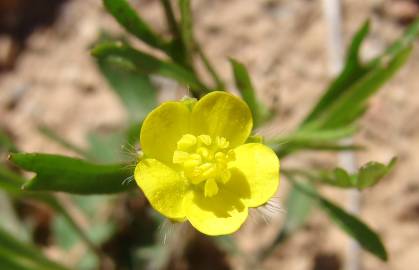 Fotografia da espécie Ranunculus arvensis