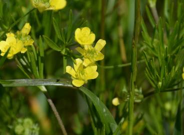 Fotografia da espécie Ranunculus arvensis