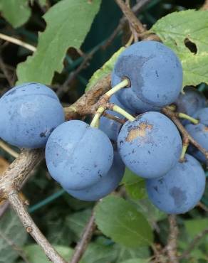 Fotografia 1 da espécie Prunus insititia no Jardim Botânico UTAD