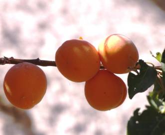 Fotografia da espécie Prunus armeniaca