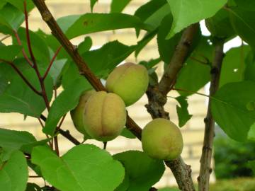 Fotografia da espécie Prunus armeniaca