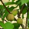 Fotografia 5 da espécie Prunus armeniaca do Jardim Botânico UTAD