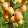 Fotografia 6 da espécie Prunus armeniaca do Jardim Botânico UTAD