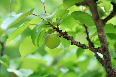 Fotografia da espécie Prunus armeniaca