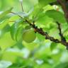 Fotografia 8 da espécie Prunus armeniaca do Jardim Botânico UTAD