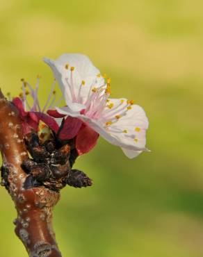 Fotografia 10 da espécie Prunus armeniaca no Jardim Botânico UTAD