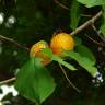 Fotografia 11 da espécie Prunus armeniaca do Jardim Botânico UTAD