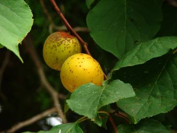 Fotografia da espécie Prunus armeniaca