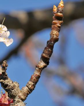 Fotografia 14 da espécie Prunus armeniaca no Jardim Botânico UTAD
