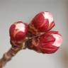 Fotografia 16 da espécie Prunus armeniaca do Jardim Botânico UTAD