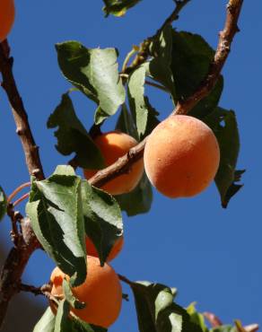 Fotografia 18 da espécie Prunus armeniaca no Jardim Botânico UTAD