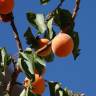Fotografia 18 da espécie Prunus armeniaca do Jardim Botânico UTAD