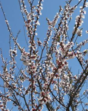 Fotografia 21 da espécie Prunus armeniaca no Jardim Botânico UTAD