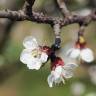 Fotografia 23 da espécie Prunus armeniaca do Jardim Botânico UTAD
