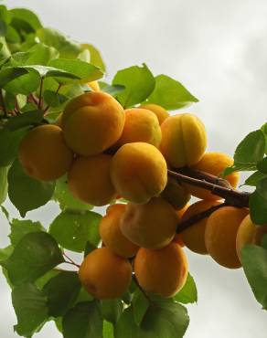 Fotografia 1 da espécie Prunus armeniaca no Jardim Botânico UTAD