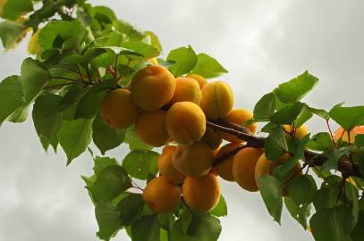 Fotografia da espécie Prunus armeniaca