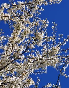 Fotografia 4 da espécie Prunus insititia no Jardim Botânico UTAD