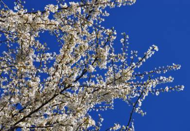 Fotografia da espécie Prunus insititia