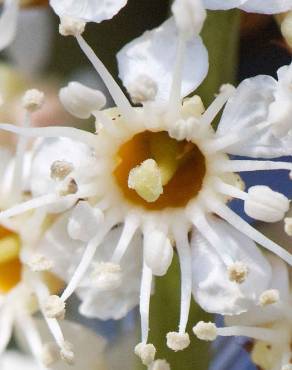 Fotografia 7 da espécie Prunus laurocerasus no Jardim Botânico UTAD