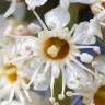 Fotografia 7 da espécie Prunus laurocerasus do Jardim Botânico UTAD