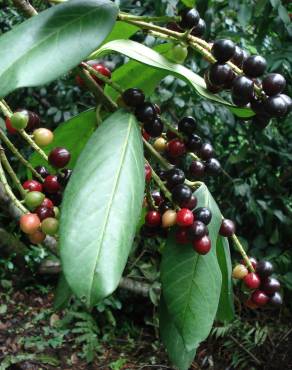 Fotografia 10 da espécie Prunus laurocerasus no Jardim Botânico UTAD