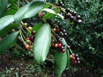 Fotografia da espécie Prunus laurocerasus