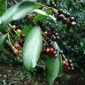 Fotografia 10 da espécie Prunus laurocerasus do Jardim Botânico UTAD