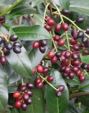 Fotografia 11 da espécie Prunus laurocerasus no Jardim Botânico UTAD