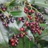 Fotografia 11 da espécie Prunus laurocerasus do Jardim Botânico UTAD