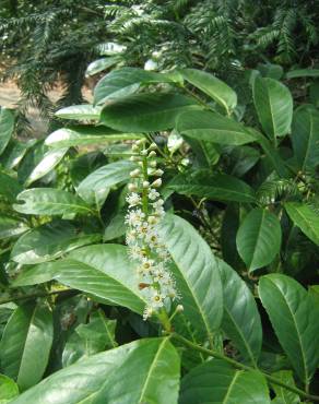 Fotografia 12 da espécie Prunus laurocerasus no Jardim Botânico UTAD