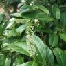Fotografia 12 da espécie Prunus laurocerasus do Jardim Botânico UTAD