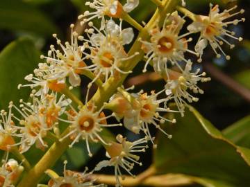 Fotografia da espécie Prunus laurocerasus