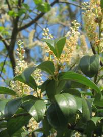 Fotografia da espécie Prunus laurocerasus