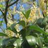 Fotografia 16 da espécie Prunus laurocerasus do Jardim Botânico UTAD