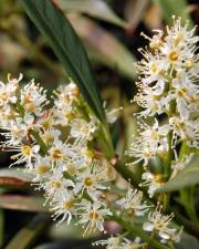 Fotografia da espécie Prunus laurocerasus