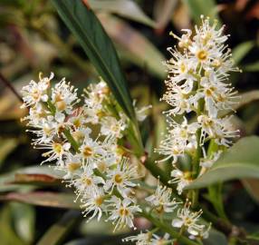 Fotografia da espécie Prunus laurocerasus