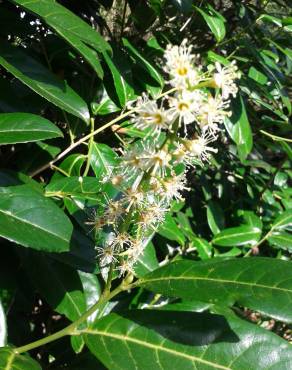 Fotografia 18 da espécie Prunus laurocerasus no Jardim Botânico UTAD