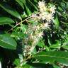 Fotografia 18 da espécie Prunus laurocerasus do Jardim Botânico UTAD