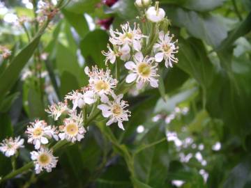 Fotografia da espécie Prunus laurocerasus